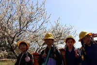 4年桃の花