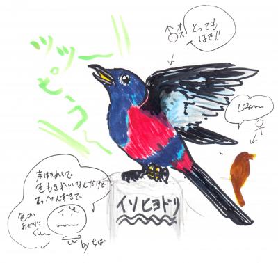 羽を広げて鳴くイソヒヨドリ 羽を広げて鳴くイソヒヨドリ